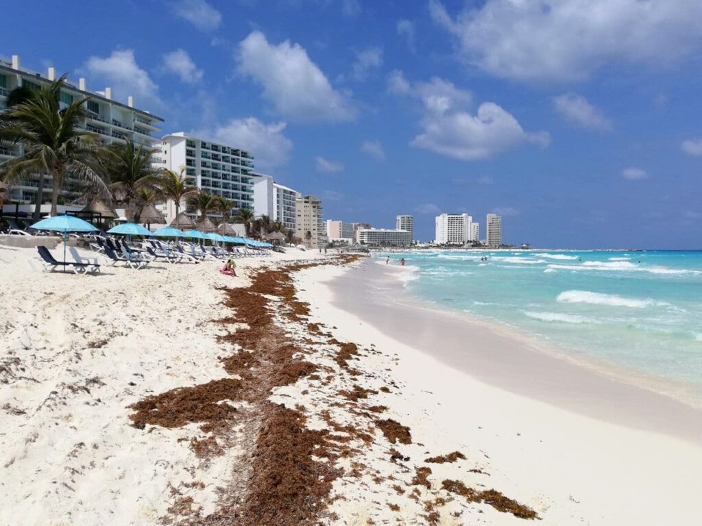 Sargazo dará tregua en costas de Quintana Roo en las vacaciones de verano