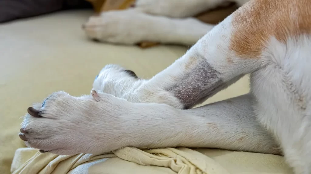 Sujeto ahoga en aguas de Playa del Carmen a su perro