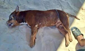 Sujeto ahoga en aguas de Playa del Carmen a su perro