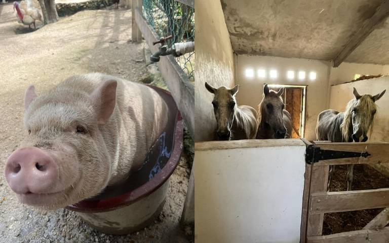 Santuarios resguardaron mascotas callejeras durante huracán Beryl en Cancún