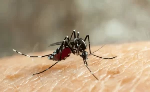 Trabajos de prevencion del dengue en Quintana Roo