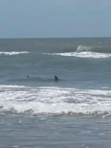 Así se dio el ataque de tiburones en Texas 