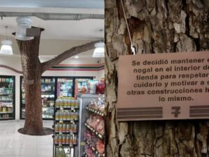 Así es el 7 eleven que tiene un enorme árbol en su interior