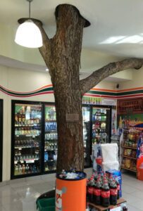 Así es el 7 eleven que tiene un enorme árbol en su interior