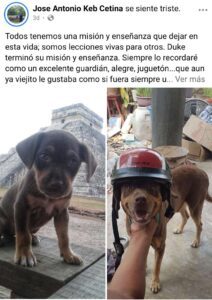 La muerte del perrito cuidador de Chichen Itzá