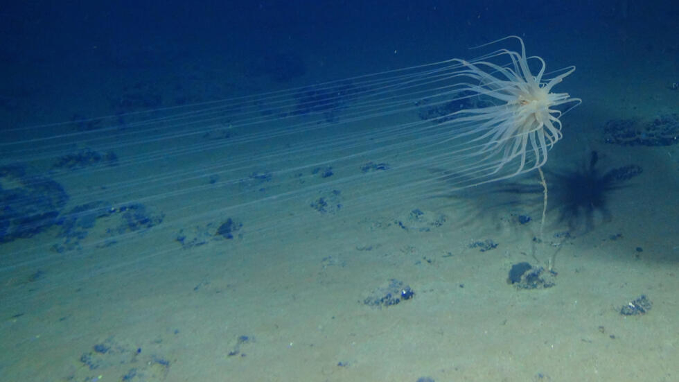 Oxígeno oscuro: ¿Qué es este impresionante descubrimiento hallado en el fondo del océano?