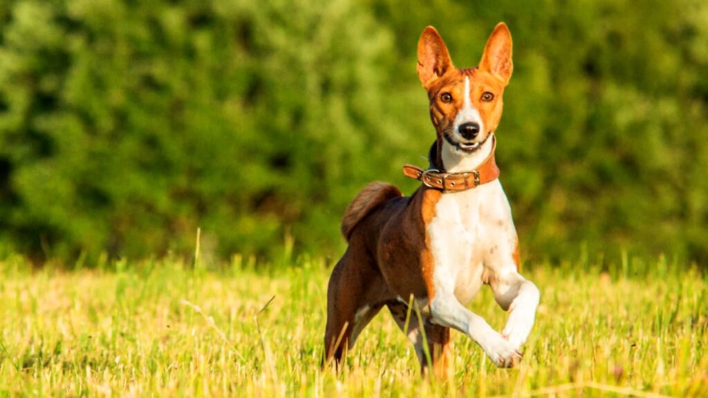 Conoce la fascinante historia de la raza de perros más antigua del mundo