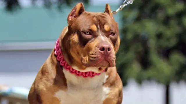 American Bully XL, prohibidos también por el gobierno irlandés