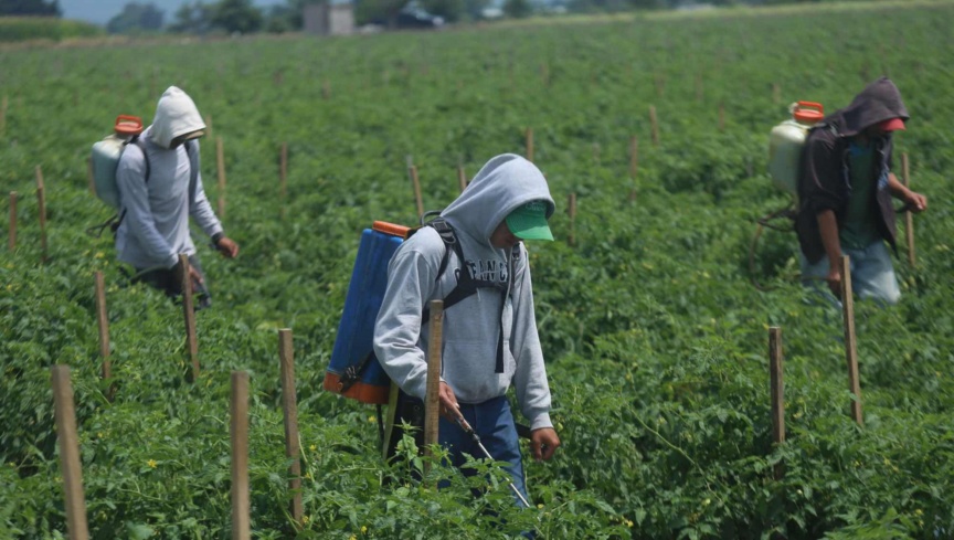 jovenes jornaleros agricolas michoacan crop1629942711868.jpg 23667480