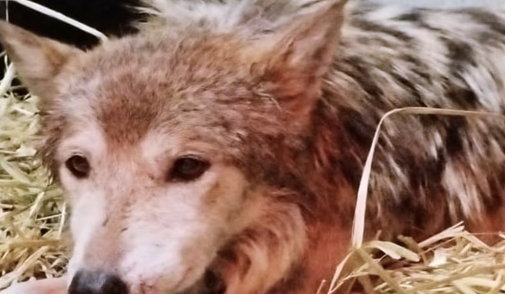 Descarta Profepa maltrato a lobo gris en Zoológico de Chapultepec