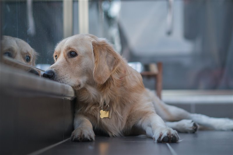 los perros suelen compartir rutinas diarias y pueden sufrir un gran estres al faltarles repentinamente un