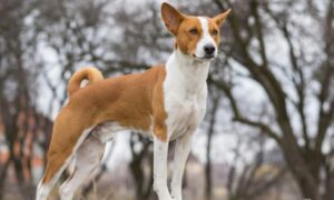 Conoce la fascinante historia de la raza de perros más antigua del mundo