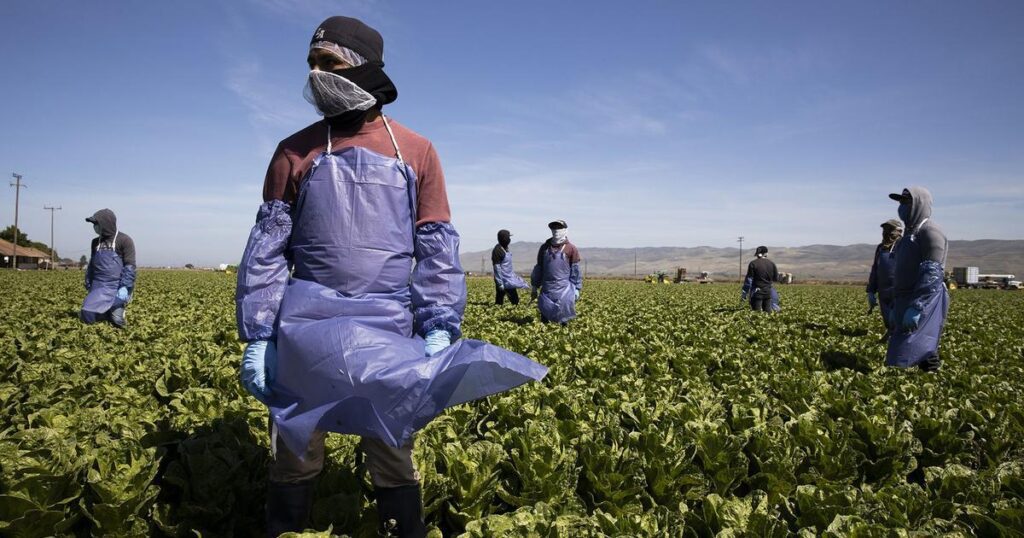 Exigen mayor protección para trabajadores agrícolas en EE.UU.