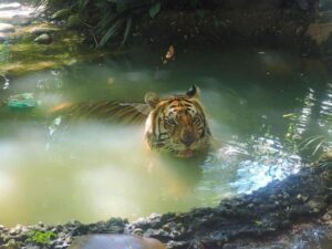 “Braulio”,  el tigre de bengala en Tabasco