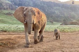 Los elefantes de Namibia