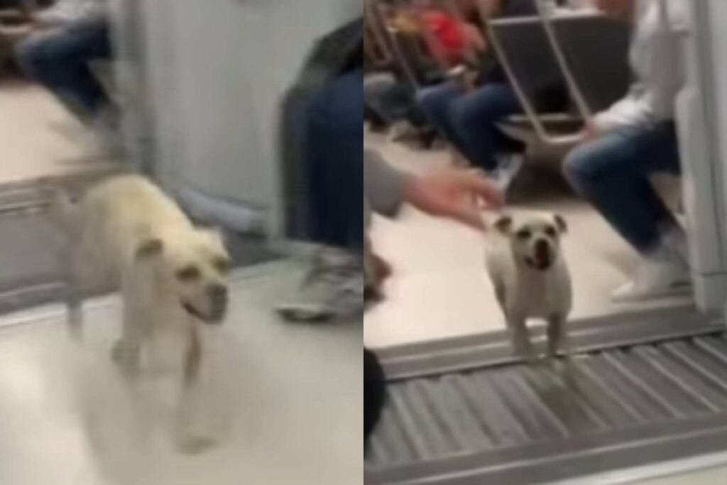 ¡Coyeye, coyeye! Perrito se pasea entre los vagones del Metro y se hace viral (VIDEO)