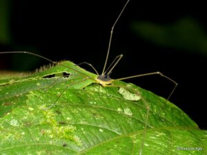 La araña con cabeza de perro