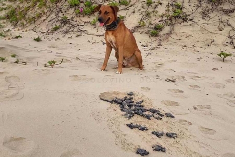 Solovino, el perrito abandonado que ahora es guardián de las tortugas