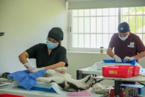 Campana de esterilizacion gratis para perros y gatos en Cancun 6