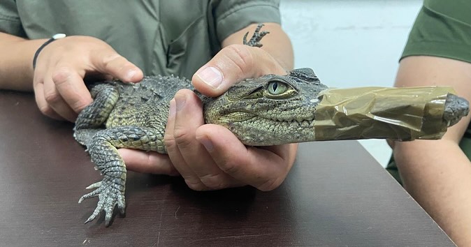 Capturan a cocodrilo que se metió a una tortillería