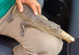 Capturan a cocodrilo que se metio a una tortilleria