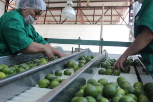 Extorsiones obligan al cierre de empacadoras de limon en Michoacan