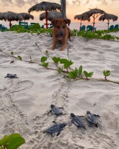 Solovino, el perrito abandonado que ahora es guardián de las tortugas