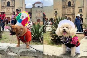 Perros son vestidos con trajes tipicos de Oaxaca FOTOS Y VIDEO 1