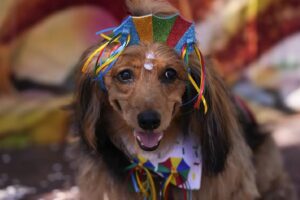 Perros son vestidos con trajes tipicos de Oaxaca FOTOS Y VIDEO 2