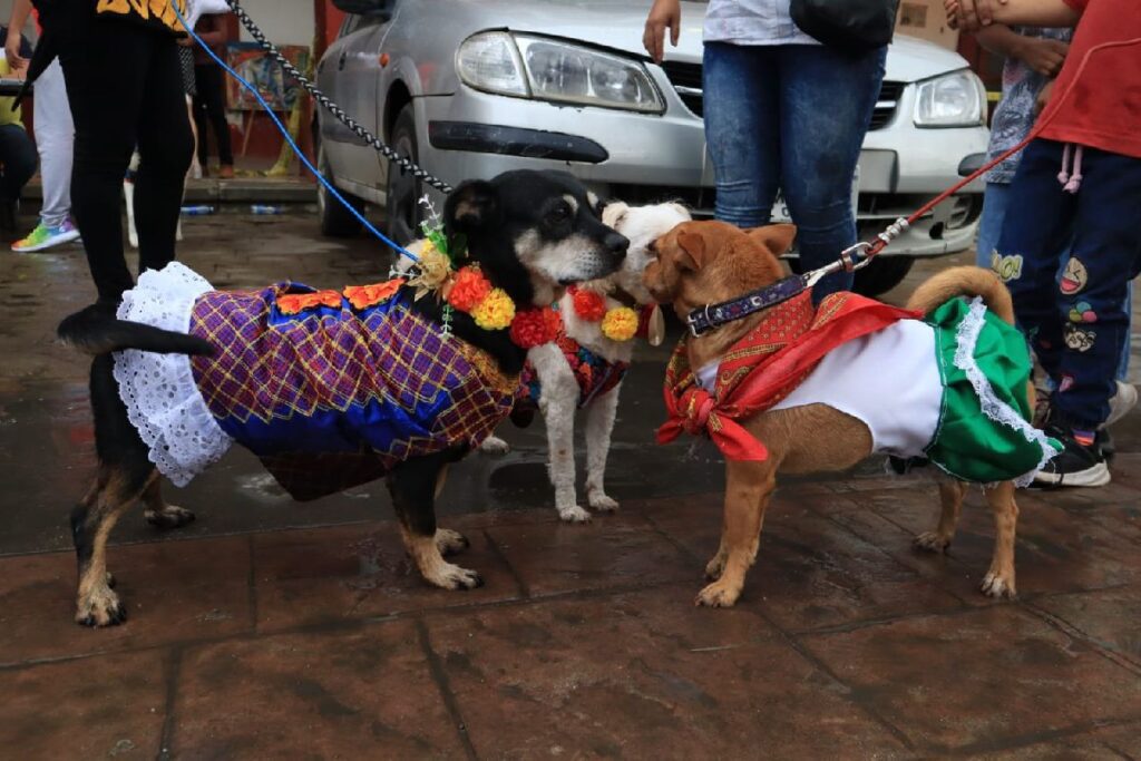 Perros son vestidos con trajes típicos de Oaxaca (FOTOS Y VIDEO)