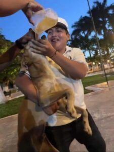 Jóvenes emborracharon a un perrito