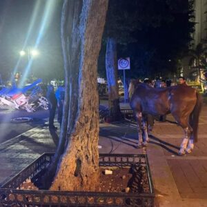 Accidente de una calesa deja un caballo herido