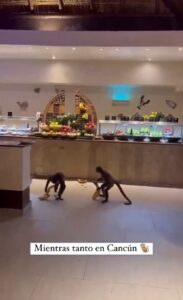 Monos se roban la atención en un hotel