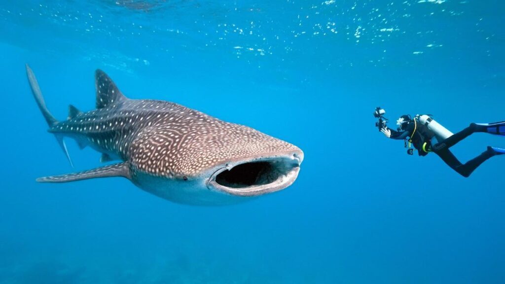 Día del Tiburón Ballena: Estos son los mejores lugares para nadar con ellos