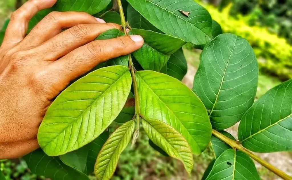 hoja de guayaba.jpg 903948830