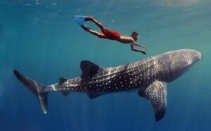 Día del Tiburón Ballena: Estos son los mejores lugares para nadar con ellos