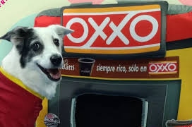 Empleado de Oxxo conmueve al alimentar a perrito callejero (VIDEO)