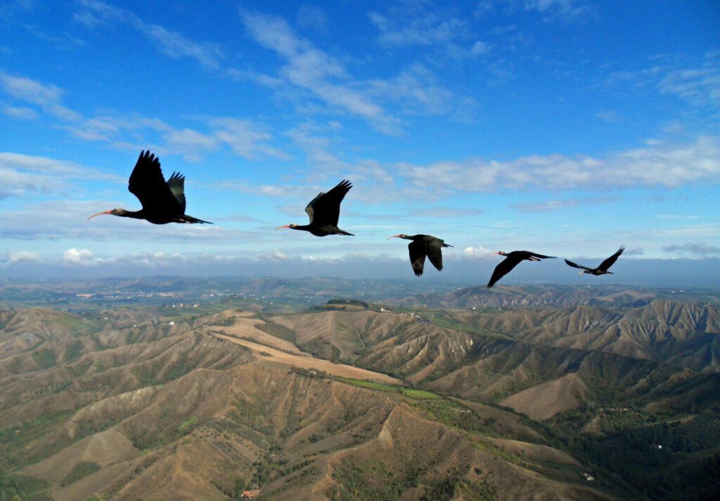 ¿Qué es la sincronía en la naturaleza?