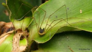 La araña con cabeza de perro