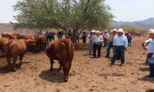 La crisis de violencia hacia los ganaderos en Sonora 