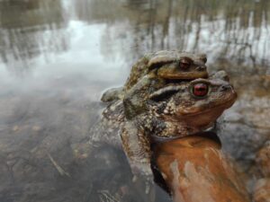 La orgía de las ranas 