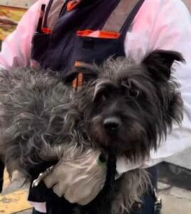 Rescate de dos perritos provoca retrasos en la Línea 3 del Metro de la CDMX