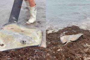 Huracan Helene arrastra a raya de gran tamana fuera de playas de Cancun 1