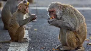 Monos enfurecidos evitan secuestro de una nina en India 1