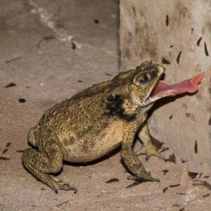 ¿Qué hacer si una mascota se pone en contacto con un sapo?