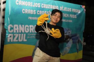 Piden proteger al Cangrejo azul en municipios de Quintana Roo FOTO CORTESÍA