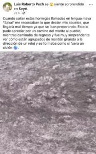 Hormigas giran en espiral en pueblo de Yucatán