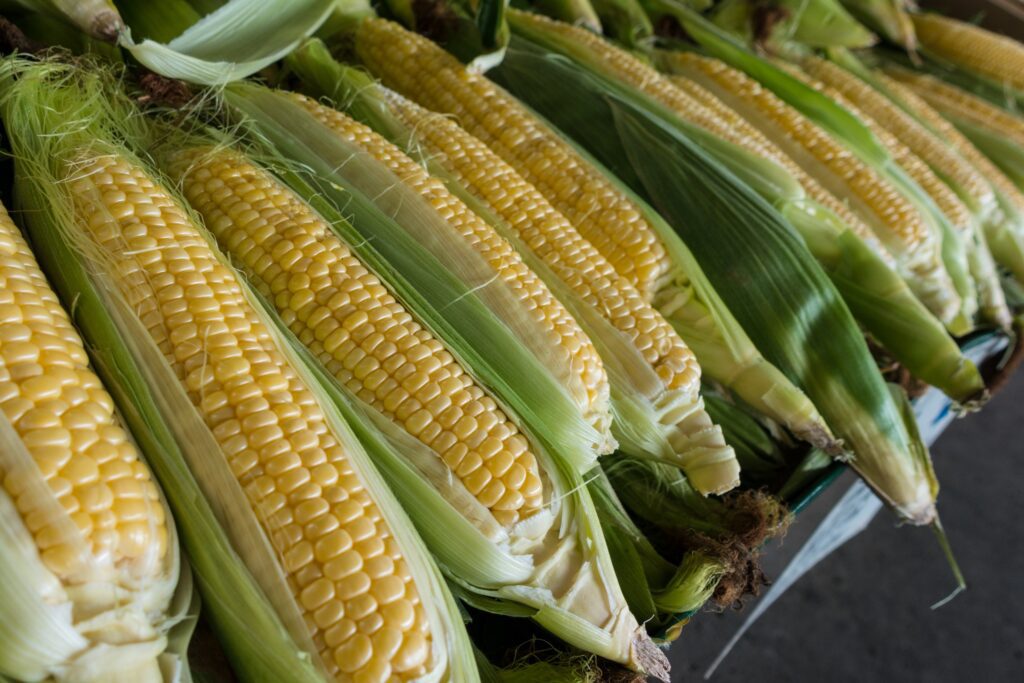 Feria del Elote 2024: Todo lo que debes saber sobre la tradición del maíz