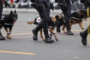 Perritos rescatistas de la Sedena se roban la atención en el Desfile Militar 2024