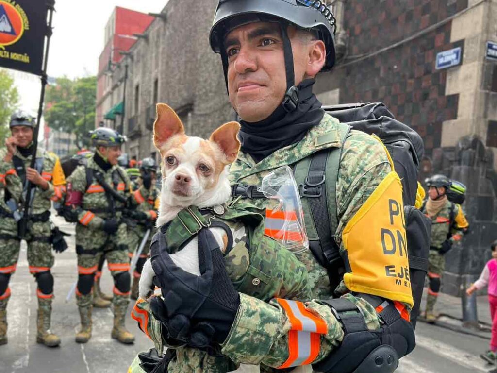 Perritos rescatistas de la Sedena se roban la atención en el Desfile Militar 2024